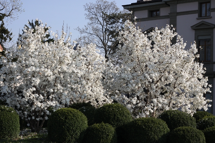 Printemps 2009 - La Tour - 004